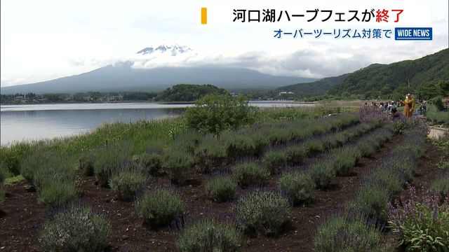 河口湖の人気イベント「ハーブフェス」が終了 多すぎる観光客で住民生活に影響 山梨（YBS山梨放送）