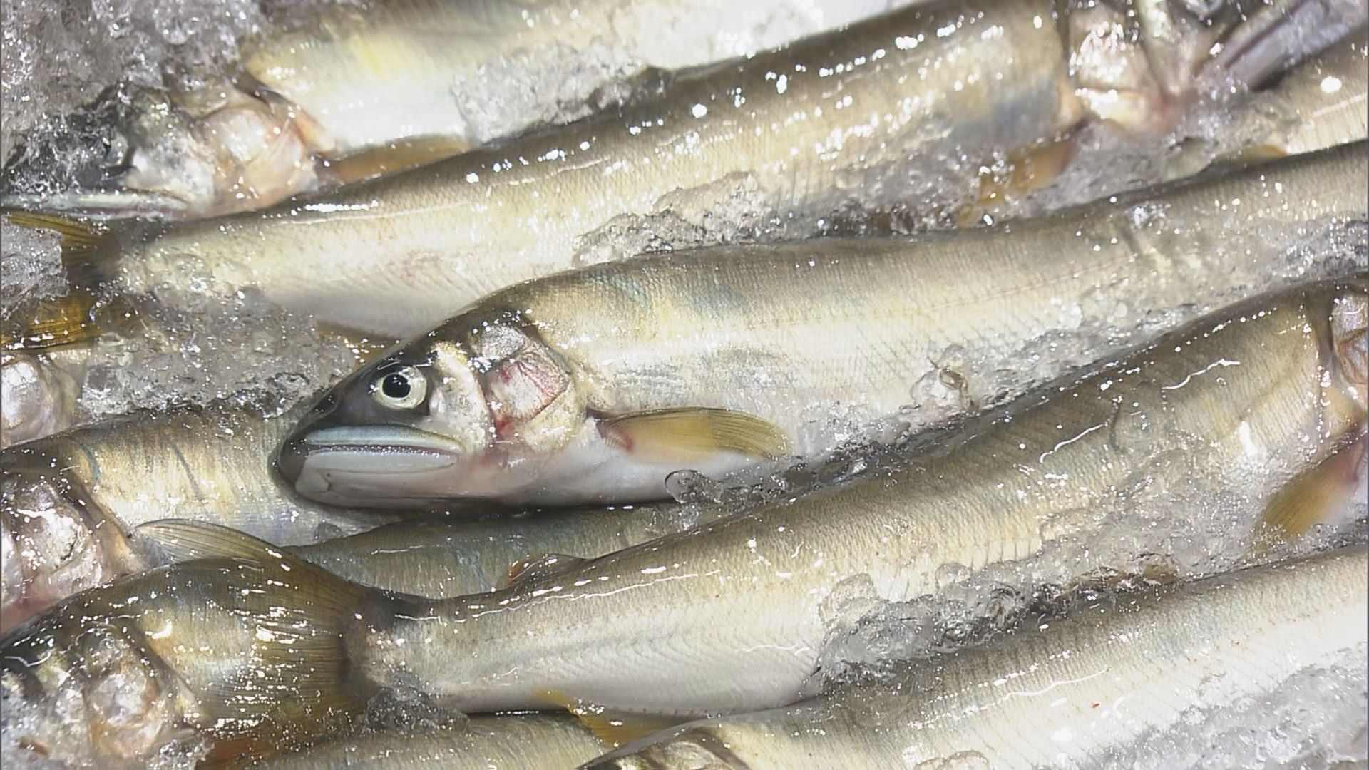 【速報】天然アユの初競りで史上最高値の1キロ35万円 過去最高の約6倍の価格に(CBCテレビ)