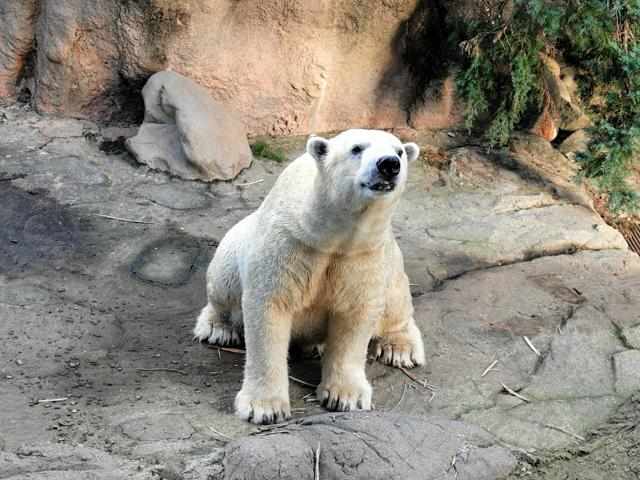 急死したホッキョクグマのゴーゴ　死因検証を公表「予測難しかった」（朝日新聞）