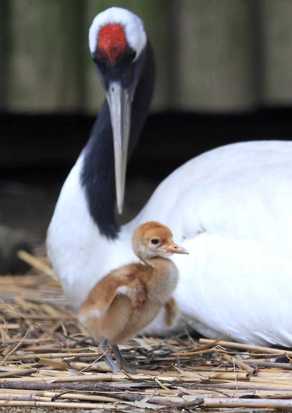 タンチョウのひな、王子動物園で30年ぶり誕生　薄茶色の産毛ふわふわ、愛くるしく　神戸市灘区（神戸新聞NEXT）
